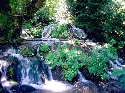 Bayrams Tree Olympos